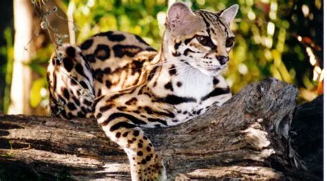 Adorable Margay Cats And Their Unbelievable Abilities 9 Pictures