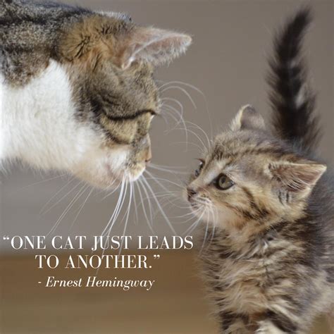 Our Favorite Cat Quotes Catgenie