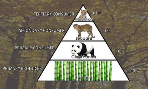 FOOD WEB