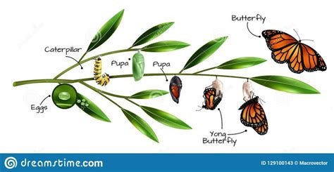 Reino animal | Ilustración de mariposa, Metamorfosis mariposa, Metamorfosis