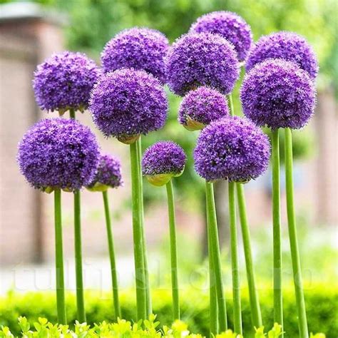 Allium Gladiator D Szhagyma Kir Lykert