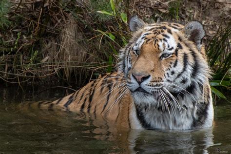 Yarko Siberian Tiger Safairpark Beekse Bergen Joey Flickr