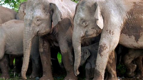 Watching Pygmy Elephants In Borneo Sabah Malaysia Youtube
