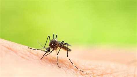 West Nile Virus Detected In Mosquitoes In Dawson County