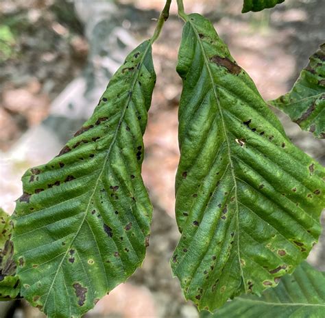 Landscape Beech Leaf Disease Center For Agriculture Food And The