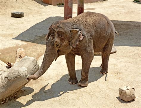 Meet La Zoos Asian Elephant Shaunzi Latf Usa