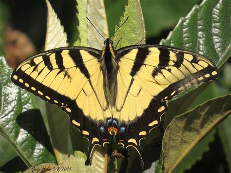 Male Eastern Tiger Swallowtail Butterfly The Eastern Tiger Flickr