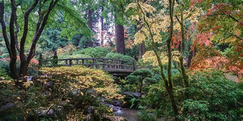 Fall Color Update October 29 2018 Portland Japanese Garden