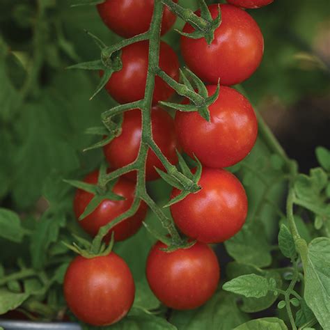 Artemis Hybrid Tomato Cherrygrape Tomato Seeds Totally Tomatoes