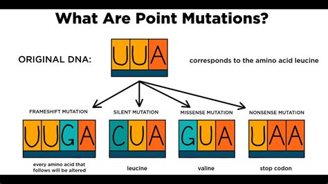Moreover, environmental factors, as well as the compounds released by metabolism, can cause dna damage key terms. Gene Mutation-1 (Polyploidy), Substitution Mutation - YouTube