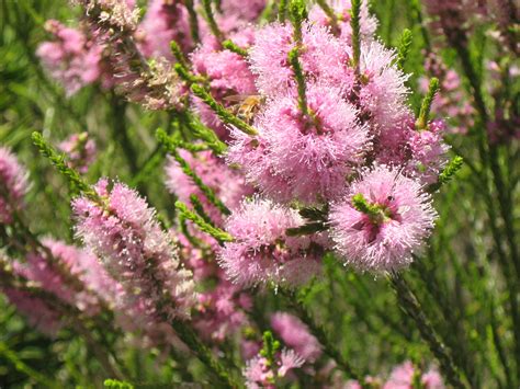 Melaleuca Huegelii Pink In 50mm Forestry Tube Native Plant Trigg Plants