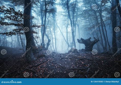 Mystical Dark Autumn Forest With Trail In Blue Fog Stock Image Image