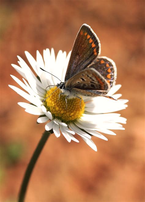 Butterfly Via Flickr Beautiful Butterflies Daisy Love Butterfly