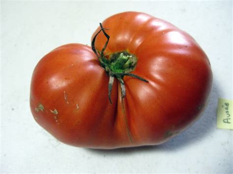 Tomato Aussie Seeds Garden Hoard Hand Harvested