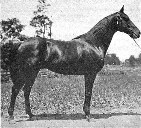 Horses for sale on ranch world ads classifieds, including quarter horses, roping horses, ranch horses and more. Delhi (horse) - Wikipedia