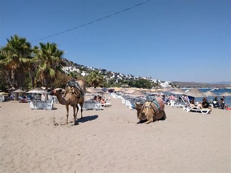 Camel Beach Bodrum Turcja Opinie Tripadvisor