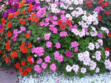 Some bicolor varieties are available. Impatiens - Les Doigts Verts