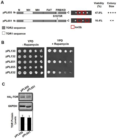 Identification Of Defined Structural Elements Within Tor2 Kinase