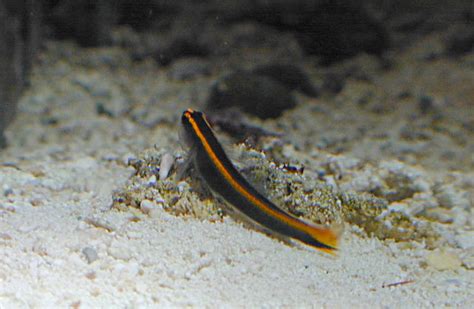 Sharknose Goby Gobiosoma Evelynae My Chunk Of The Ocean
