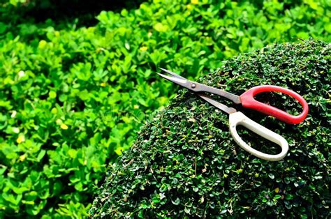 Gardener Trimming Hedge In The Tree Stock Photo Image Of Worker Tool