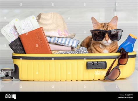 Funny Cat In A Suitcase With Glasses Passports Tickets And Clothes
