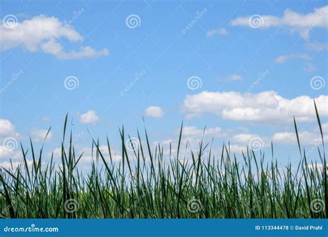 View Of Tall Green Grass And Blue Sky Stock Photo Image Of Summer