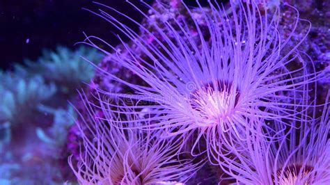 Purple Flower Tentacles Dancing Underwater On The Coral Reef Vibrant