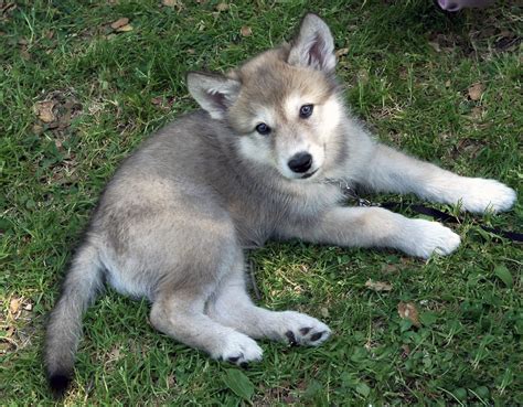 Full Blooded Wolf Puppies For Sale Petswall