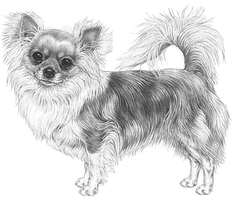 Download Chihuahua Long Coat Long Haired Chihuahua Drawing Png Image