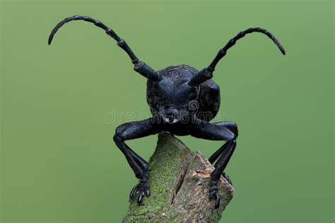 a weaver beetle lamia textor stock image image of longicorn redbrown 203376915