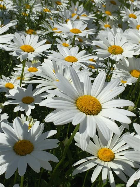 Field Of Daisies Stock Photo Image Of Flower Colorful 97057934