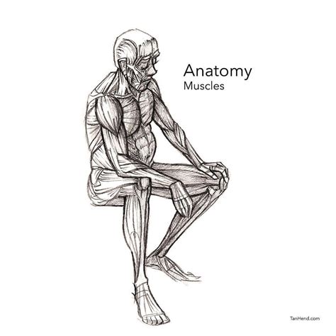 Adventures In Figure Drawing — Anatomy Muscles Figuredrawing