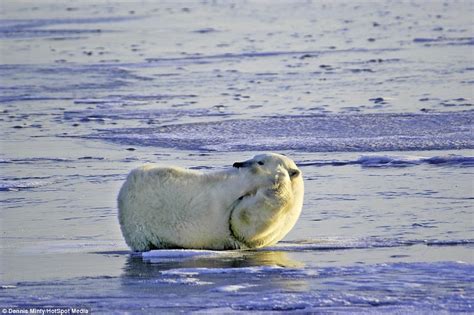 Polar Bear Sprawls Out Flat On His Back Across The Ice Before His Next
