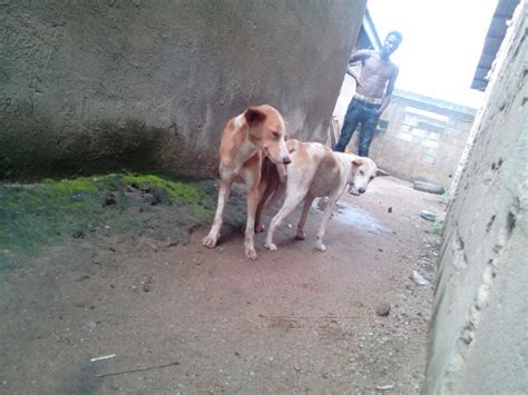 Story Of How Two Dogs Having Sex Where Hooked Pic Pets Nigeria