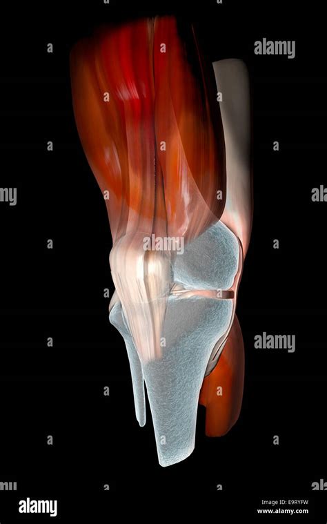 3d Knee Ligaments Tendons Bones Muscles X Ray Stock Photo Alamy