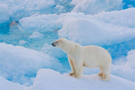 An Awesome Sighting Of Polar Bears In Arctic Canada Vacay Network