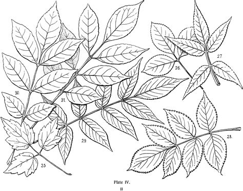 12 Leaf Clipart Black And White Leaves The Graphics Fairy