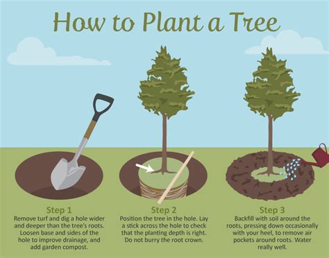 Selecting The Right Tree For Your Garden How To Plant A Tree Trees