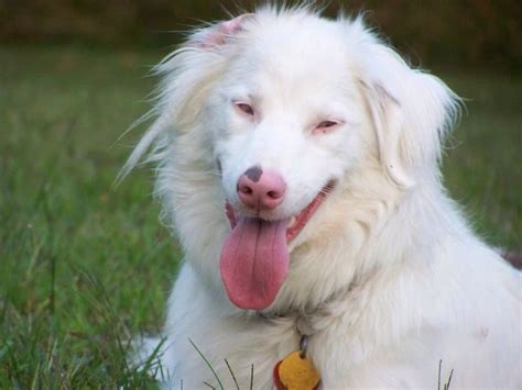 This Is A Double Merle The Offspring Of 2 Parents With The Merle Gene