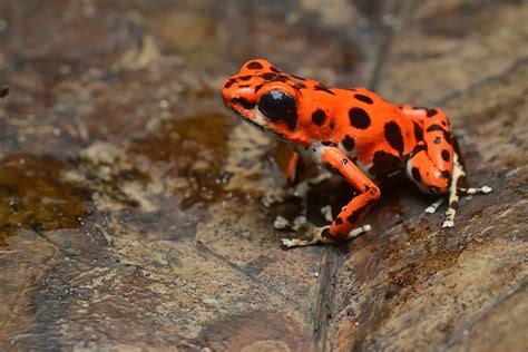 19 Colorful Pictures Of Poison Dart Frogs