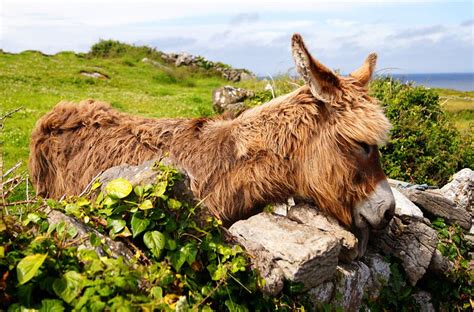 290 Irish Donkey Stock Photos Free And Royalty Free Stock Photos From