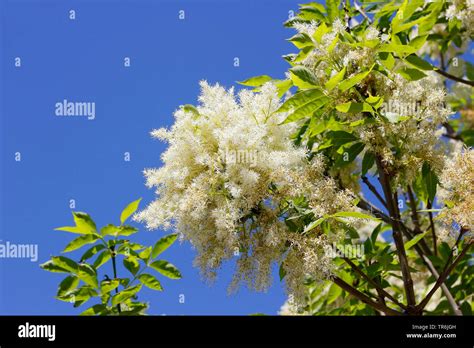 Manna Ash Fraxinus Ornus Blooming Branch Against Blue Sky Germany
