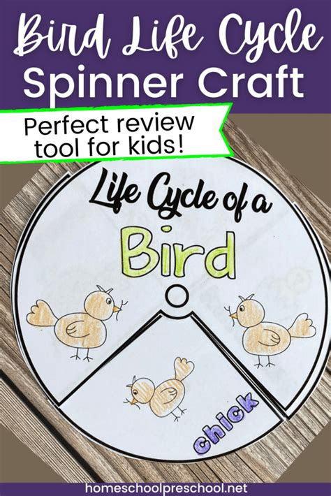 Bird Life Cycle Coloring Pages