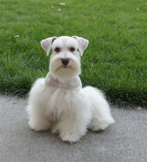 We have a pool table, televisions and the best stylists in town. Toy Miniature Schnauzers | Crown Schnauzers, Teacup, Toy ...