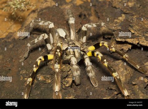 Indian Ornamental Tarantula Poecilotheria Regalis Rare Matheran