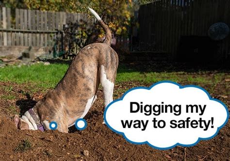Stop Dog Digging Holes Spray Keepingdog