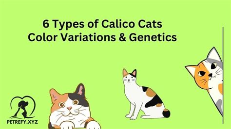 6 Types Of Calico Cats Color Variations And Genetics Petrefy