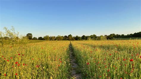 Path Between Red Common Poppy Flowers Grass Field Trees Background