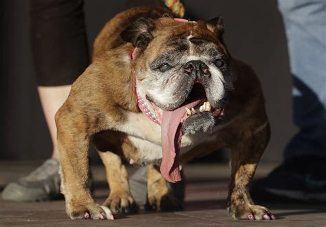 Zsa Zsa Winner Of The 2018 Worlds Ugliest Dog Contest Dies Weeks