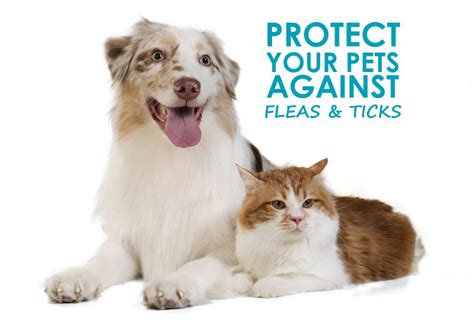 Four Great Ways To Prevent Fleas And Ticks On Pets Allivet Pet Care Blog